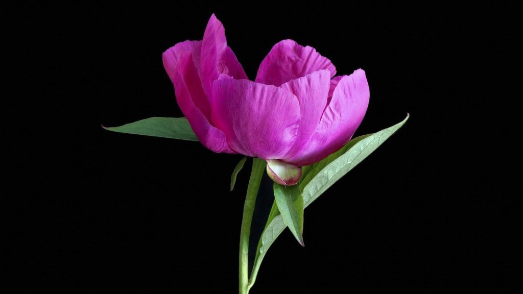 Quel Bouquet De Fleurs Offrir Pour La F Te Des M Res Meuble En Carton